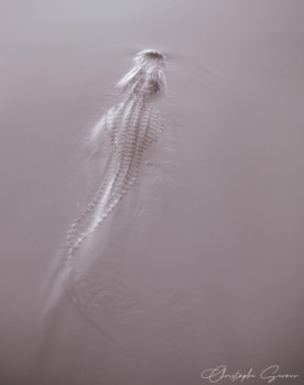Œuvre contemporaine nommée « Crocodile of Tarcoles », Réalisée par KUNDALINI