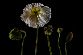 Œuvre contemporaine nommée « Papaver - II », Réalisée par TSIR