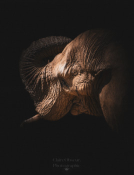 Œuvre contemporaine nommée « Une Memoire d'Eléphant », Réalisée par CLAIREOBSCUR.PHOTOGRAPHIE