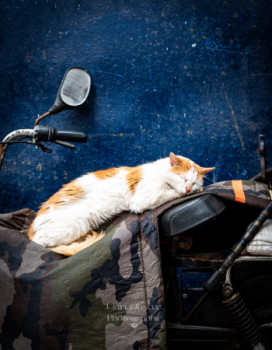 Œuvre contemporaine nommée « Sleeping Cat in Essaouira », Réalisée par CLAIREOBSCUR.PHOTOGRAPHIE