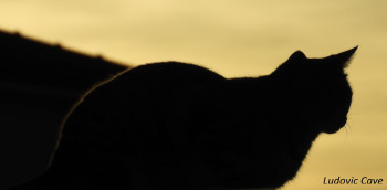 Œuvre contemporaine nommée « chat au coucher du soleil », Réalisée par LUDOVIC CAVE
