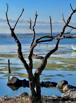 Œuvre contemporaine nommée « Arbre d’hiver », Réalisée par UN REGARD SUR SèTE