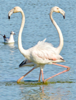 Œuvre contemporaine nommée « La lyre des flamants », Réalisée par UN REGARD SUR SèTE