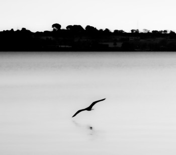 Vole de mouette au dessus de l'étang II Sur le site d’ARTactif