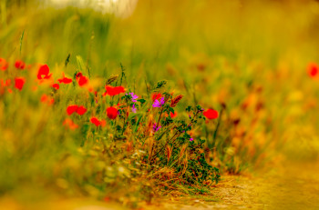 Œuvre contemporaine nommée « COULEURS D'ÉTÉ », Réalisée par WILLIAMSPHOTOGRAPHIE