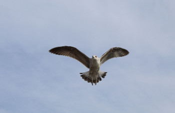 Œuvre contemporaine nommée « Oiseau dans l'air italien ferri Livorno », Réalisée par FLASH ART