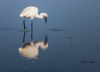 Œuvre contemporaine nommée « AIGRETTE GARZETTE », Réalisée par WILLIAMSPHOTOGRAPHIE