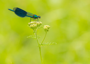 Œuvre contemporaine nommée « DEMOISELLE », Réalisée par WILLIAMSPHOTOGRAPHIE