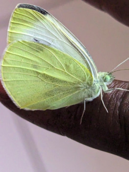 Œuvre contemporaine nommée « Lady Butterfly », Réalisée par ABY GOLDEN LADY B