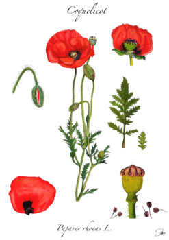 Œuvre contemporaine nommée « Coquelicot - planche de botanique », Réalisée par SALSA