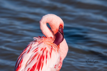 Œuvre contemporaine nommée « FLAMANT ROSE AFRICAIN », Réalisée par WILLIAMSPHOTOGRAPHIE