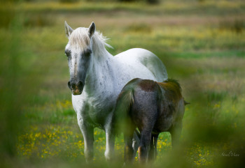 Œuvre contemporaine nommée « CHEVAUX CAMARGUAIS », Réalisée par WILLIAMSPHOTOGRAPHIE