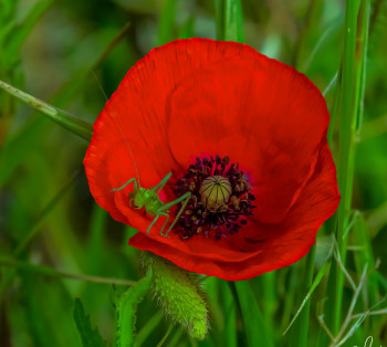 Œuvre contemporaine nommée « COQUELICOT », Réalisée par WILLIAMSPHOTOGRAPHIE