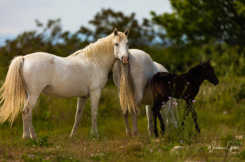 Œuvre contemporaine nommée « CHEVAUX », Réalisée par WILLIAMSPHOTOGRAPHIE