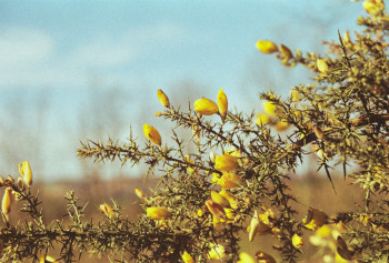 Œuvre contemporaine nommée « le jaune de la nature », Réalisée par PHOTOSNICO
