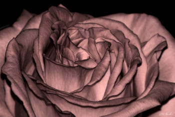 Œuvre contemporaine nommée « Coeur de rose », Réalisée par GRéGORY FOULON