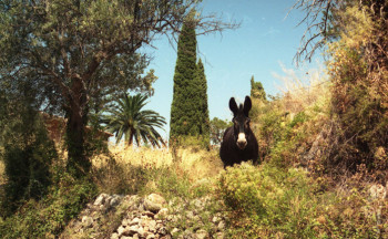 Œuvre contemporaine nommée « ane dans la campagne à Deia - Mallorca - encadré », Réalisée par SARCIE
