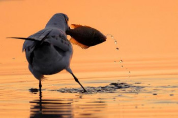 Œuvre contemporaine nommée « La mouette rieuse », Réalisée par DOMINIQUE DROUET