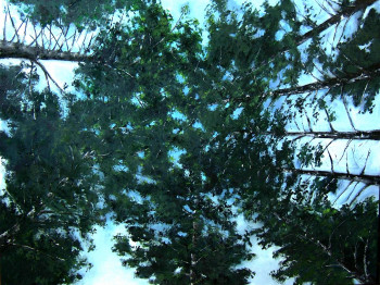 Œuvre contemporaine nommée « Lève le tête dans la forêt! », Réalisée par FREDPOIRI FRéDéRIC POIRI