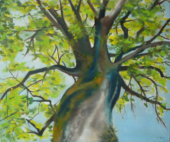 Arbre - vue du bas Sur le site d’ARTactif