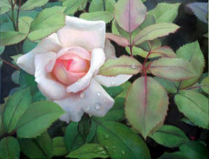 rose-pale-au-jardin