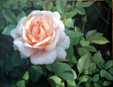 rose-au-jardin