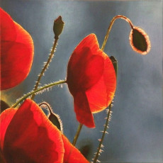 leveil-des-coquelicots