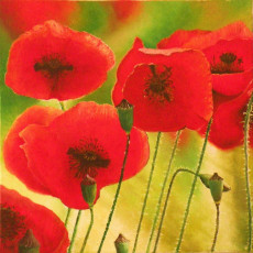 coeurs-de-coquelicots