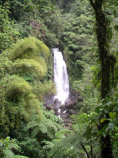 la-chute-deau-et-ses-arbres