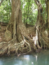 les-arbres-racines