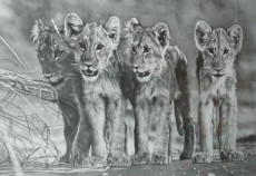 les-quatres-lionceaux