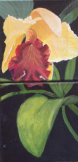 orquidea-amarilla
