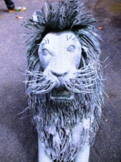 la-vue-de-face-du-lion-couche