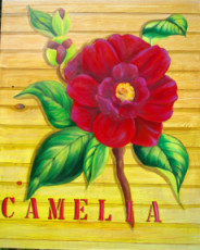 le-camelia