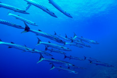 barracudas