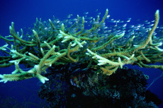 glassfishes-et-corail-corne-de-cerf
