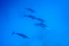 dauphins