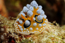 nudibranche-1