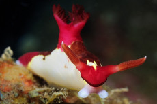 nudibranche-2