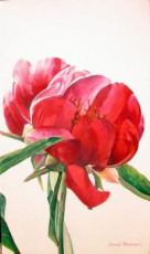 pivoine-2