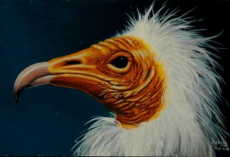 vautour-percnoptere