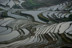 cultures-en-terrasse-region-de-yuanyang-2