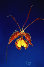 oncidium-kramerianum