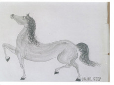 chevaux-12