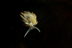 nudibranche-opalescenthermissendra-crassicornis