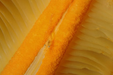 crevette-sur-une-plume-de-mer-orange