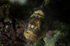 tete-de-china-rockfish