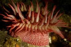 anemone-piscivore
