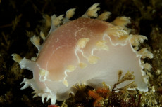 nudibranche-rose