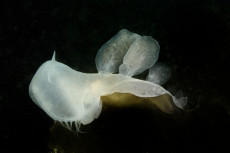 nudibranche-1